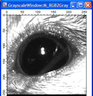 GrayscaleWindow