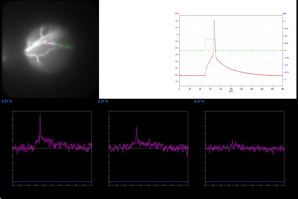 Voltage Imaging on Obliques